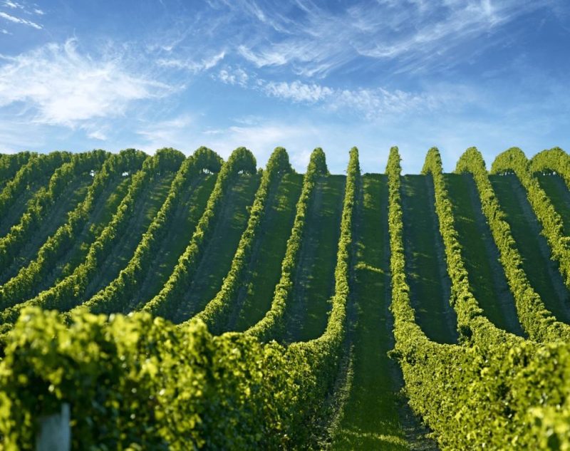 Wine Growers Ontario